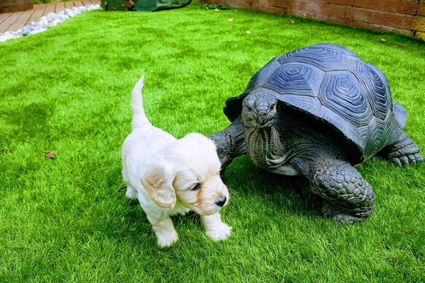 Puppy and tortoise on artificial grass at Wrexham house